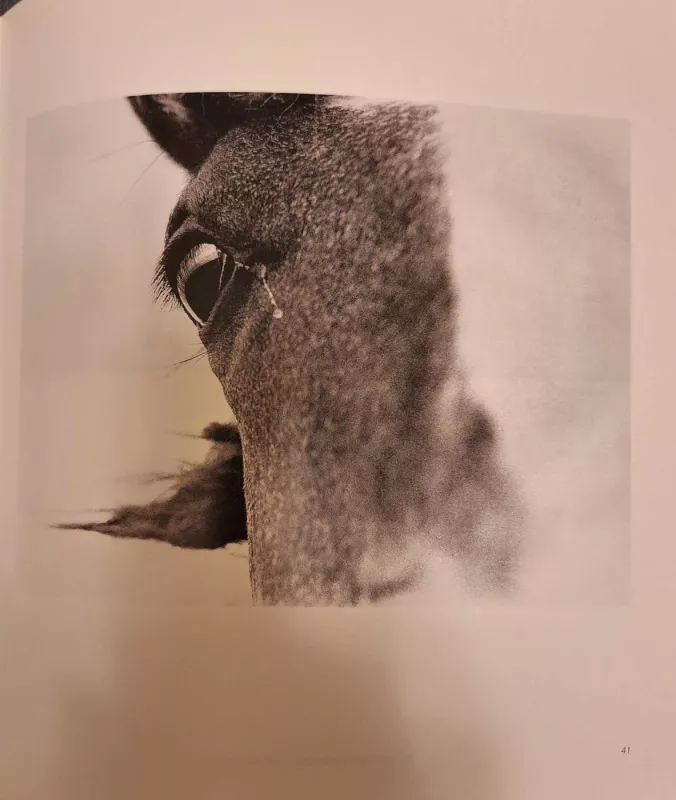 Photo Album Dovana (Gift), 2002 - Image 5